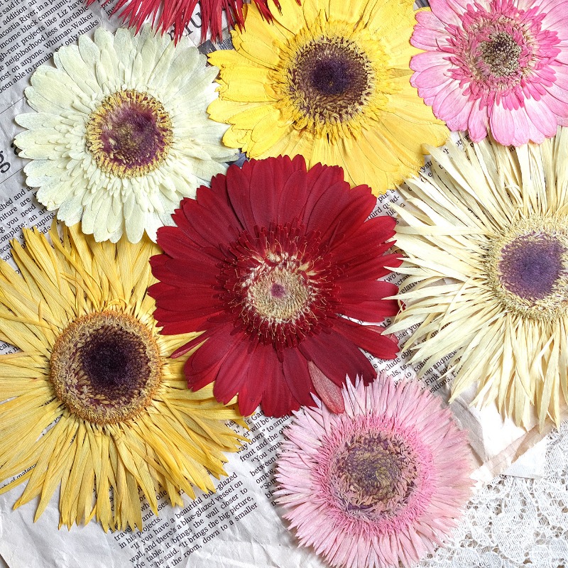 1pcs/7-9cm,Pressed Gerbera Dri - đánh giá và giá Resin Art Sticker