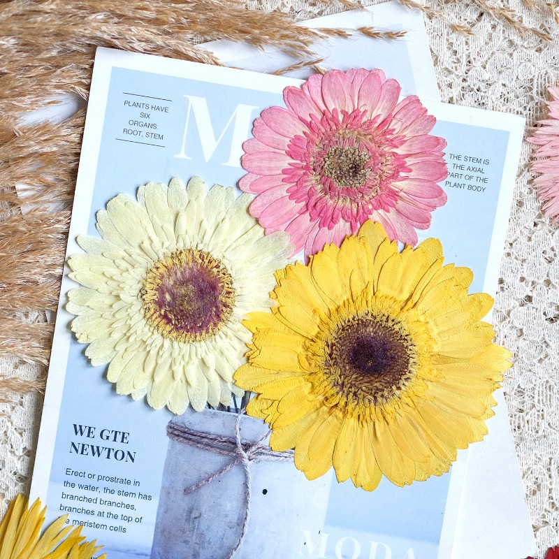 1pcs/7-9cm,Pressed Gerbera Dri - đánh giá và giá Resin Art Sticker