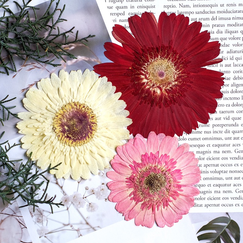 1pcs/7-9cm,Pressed Gerbera Dri - đánh giá và giá Resin Art Sticker