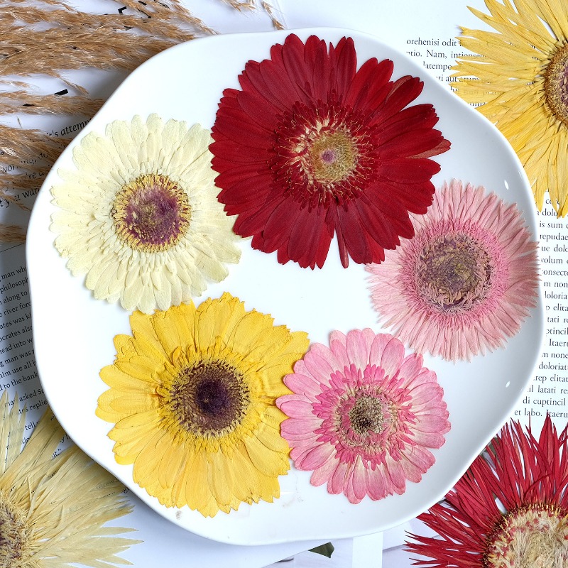 1pcs/7-9cm,Pressed Gerbera Dri - đánh giá và giá Resin Art Sticker